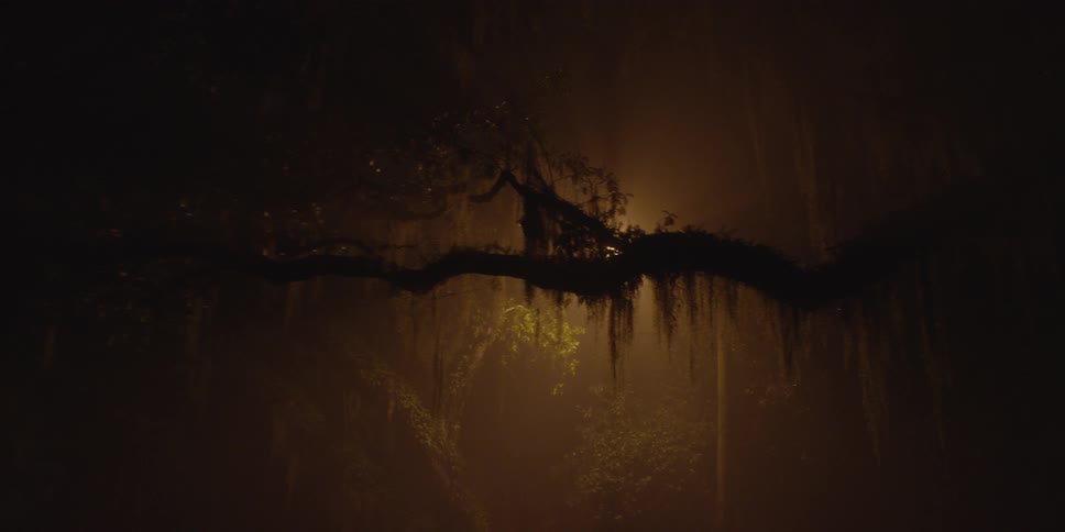 A mossy tree branch at nighttime is put in sillhouette by the light of a light pole