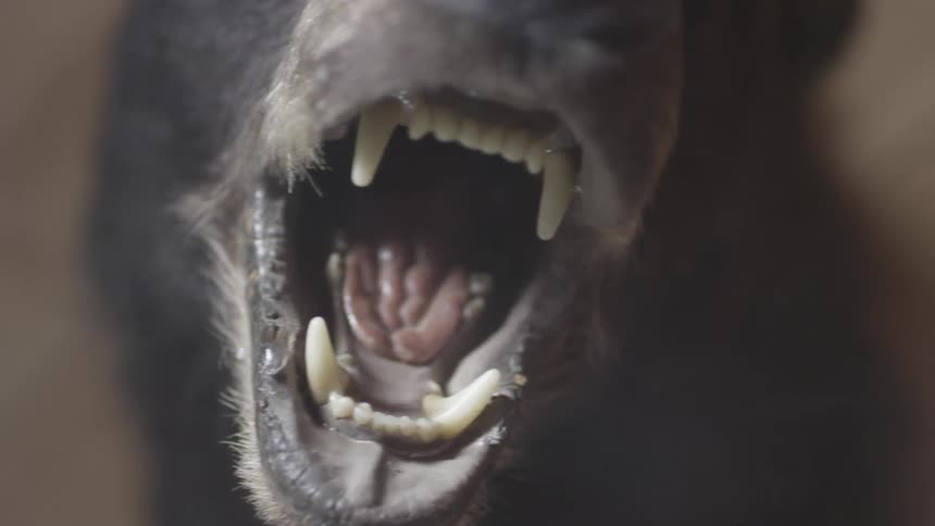 The mouth of an animal that has been killed, stuffed, and mounted is shown