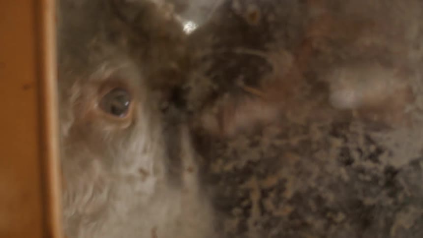 A cow looking through a window