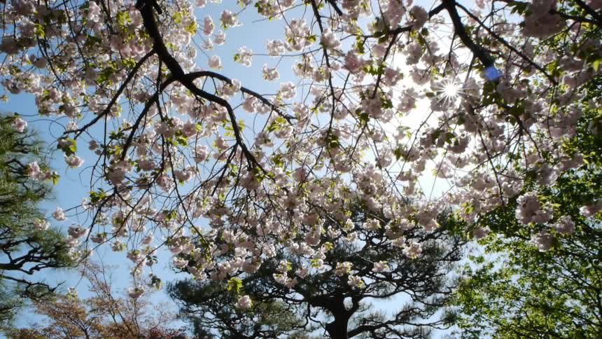The sun shines through blossoms on a tree