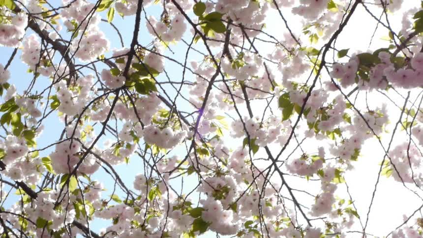 Flower blossoms on a tree