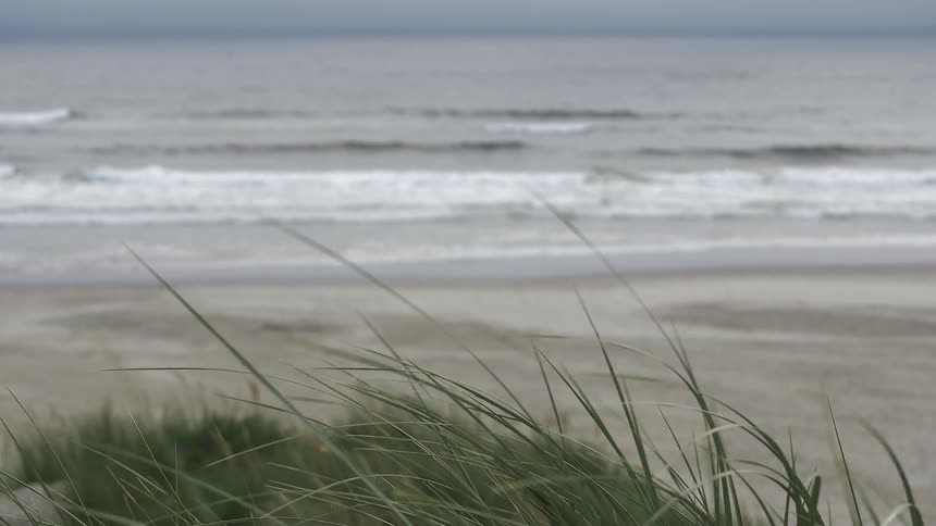 Wind blowing through the grass near the beach