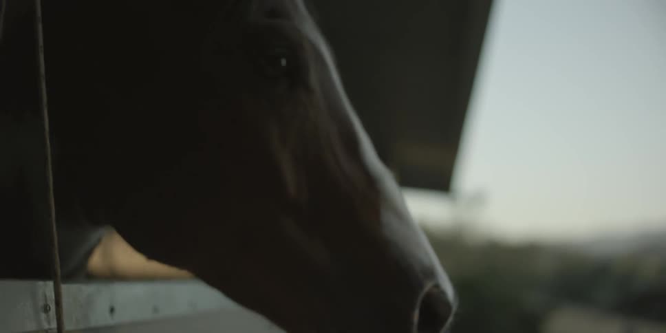 A horse standing with it's head out of a stable