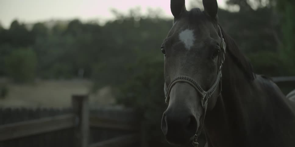 A dark horse with a white blaze on its head stands in a fenced in pasture
