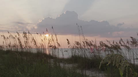 Sea oats on the beach at dusk