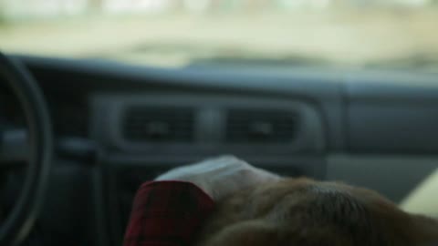A person pets a dog while driving