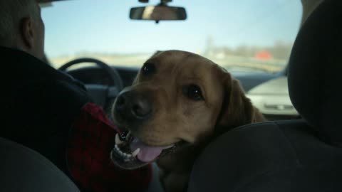 A man and his dog out for a ride