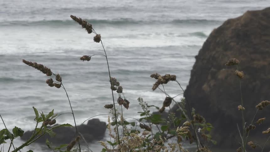 Some plants blowing in the wind