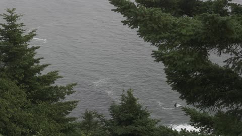 Aerial view of trees and water