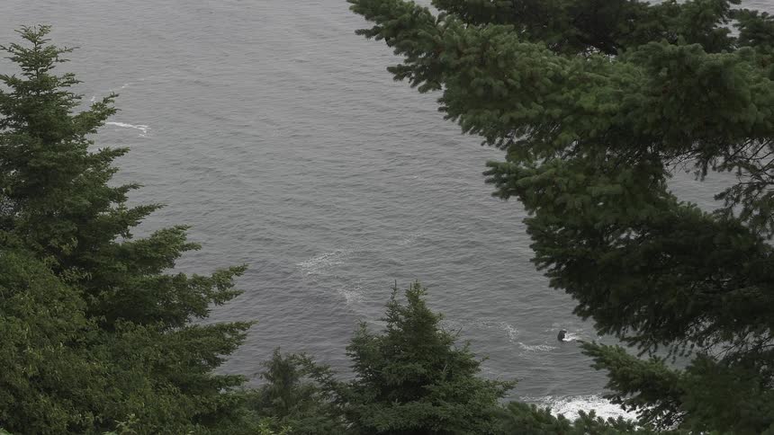 Aerial view of trees and water