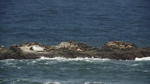 Seals resting on large rocks in the ocean