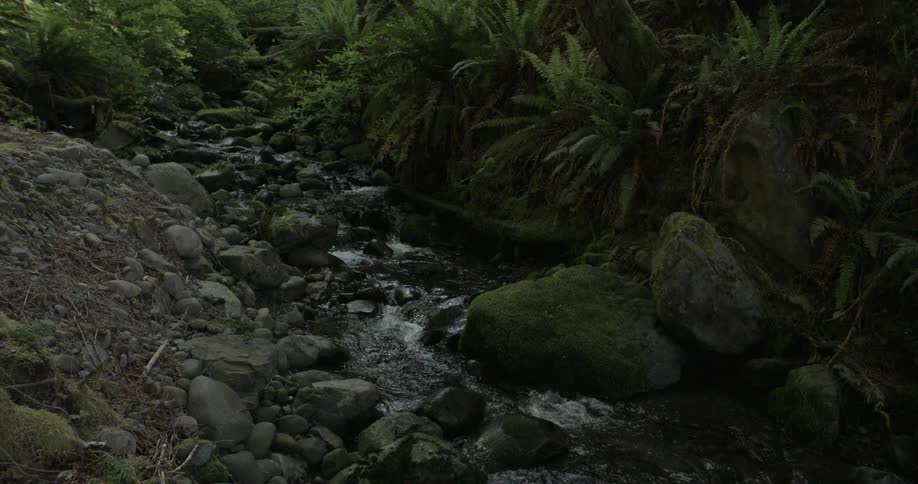 A stream rushing downhill, over rocks surrounded by ferns and a rocky bank