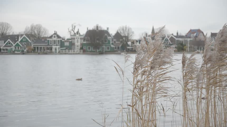 A duck swimming in a lake by a quaint little town