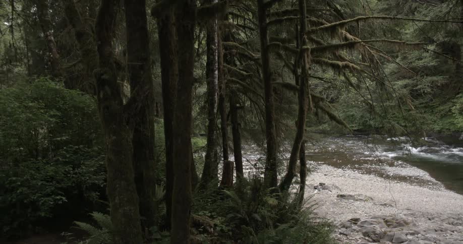 Creek in a quiet, mossy forest