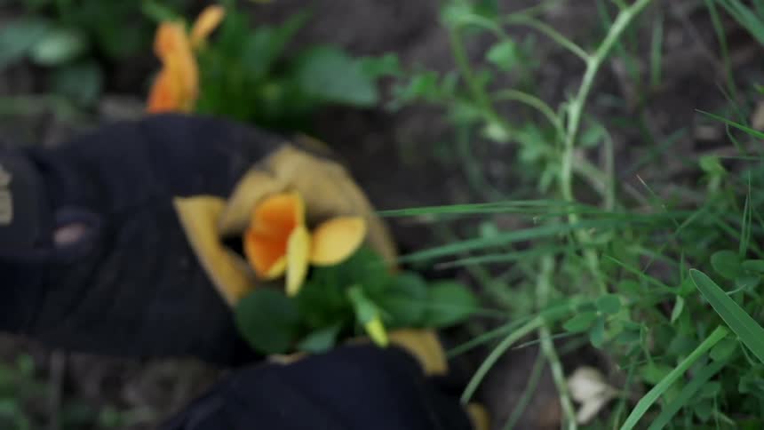 Person planting flowers in a garden