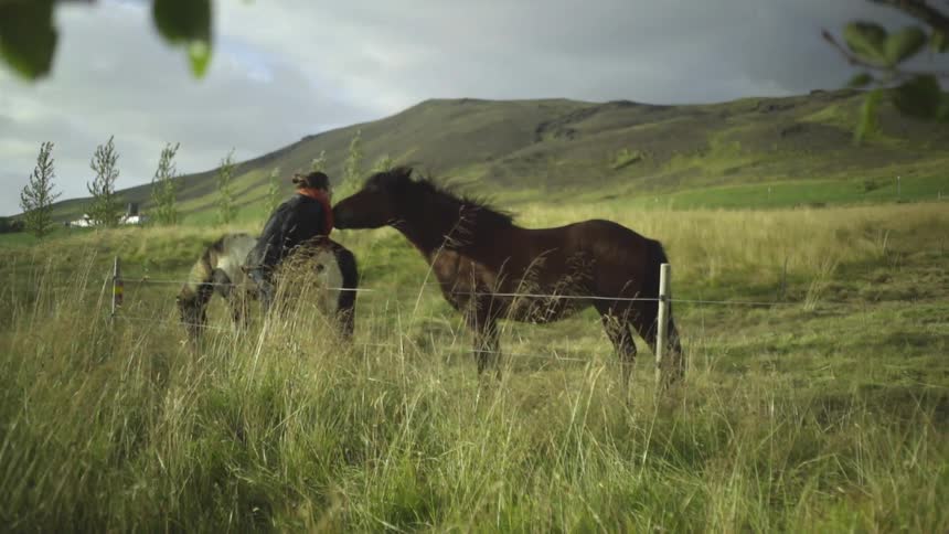 Person standing in a field with two horses