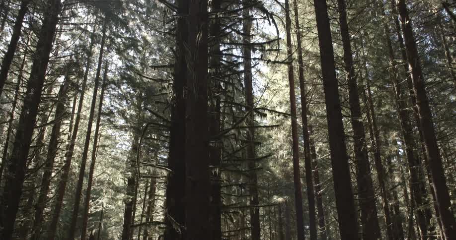 Pine trees tower overhead in a forest