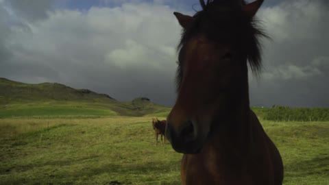 Horses standing in a beautiful grassy field