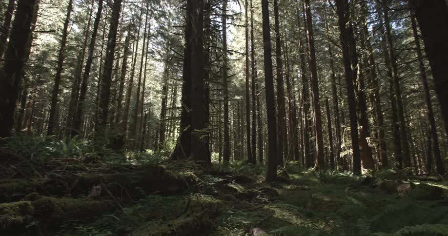 Sunbeams coming through the trees in a densely packed forest