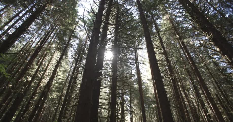 Tall tress in a forest