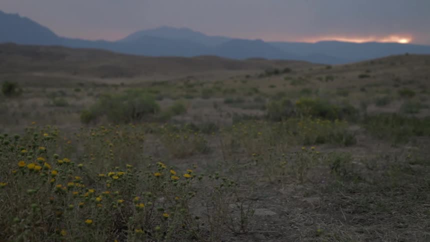 A dry field with weeds and mountains off in the distance
