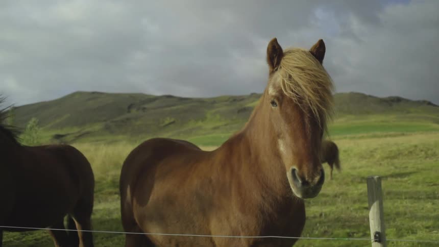 Horses stand in a fenced pasture