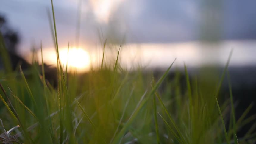 A closeup view of grass blades with sunrise in the background