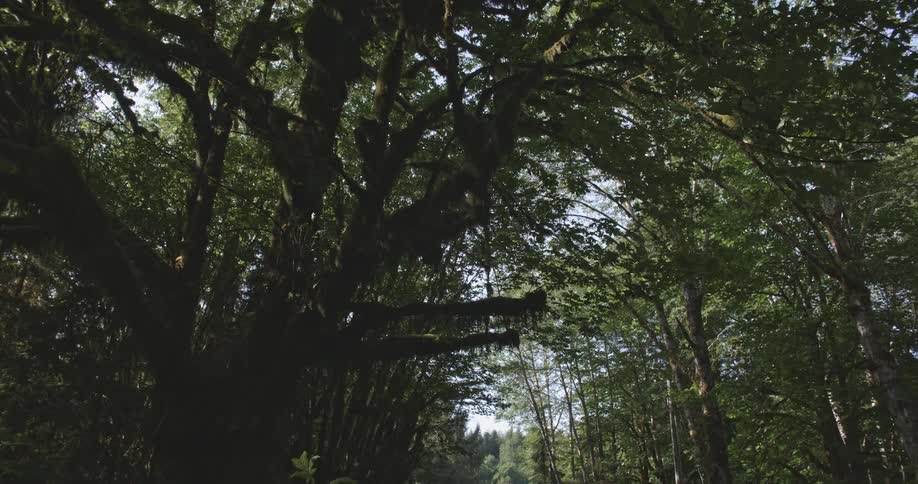Trees grow in a calm forest