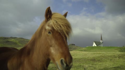 Brown horses standing in a green pasture