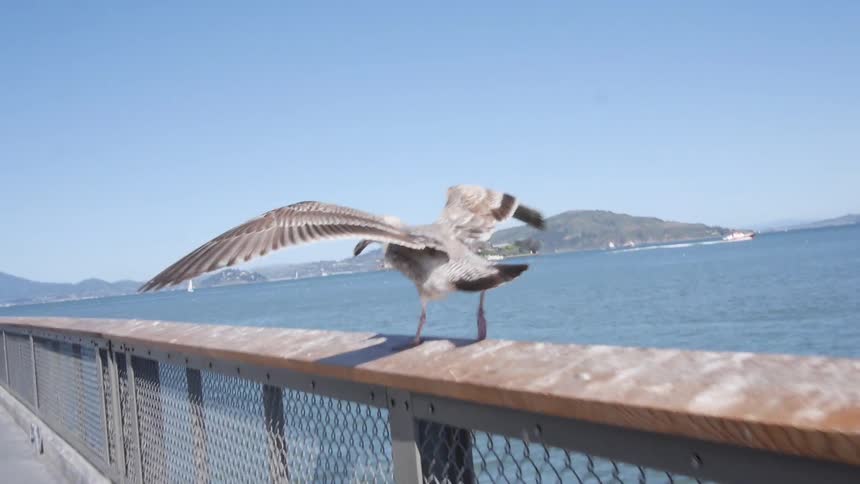 A large bird walks down the railing of a dock flapping his wings and then takes off over the water