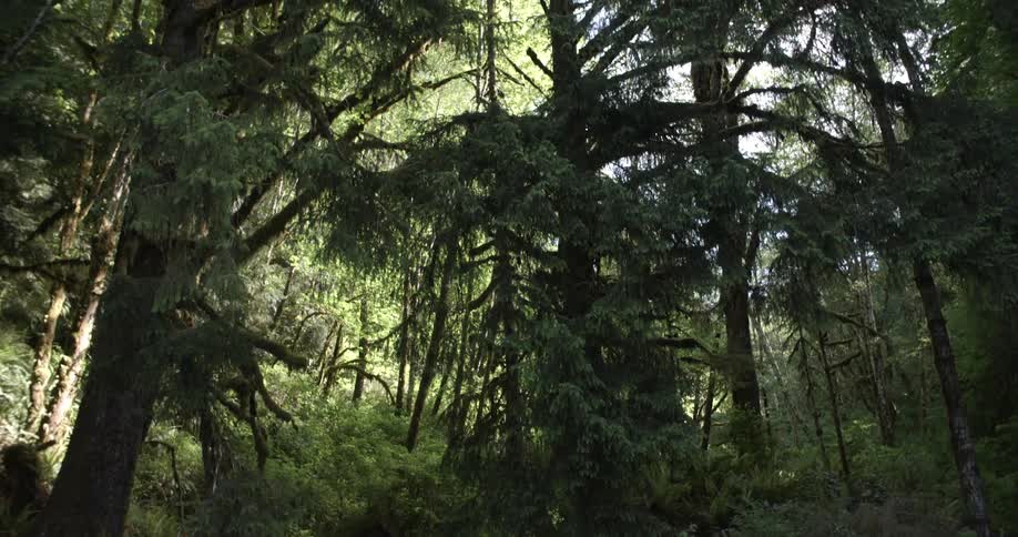 Panning from bottom to tops of trees in a lush green forest