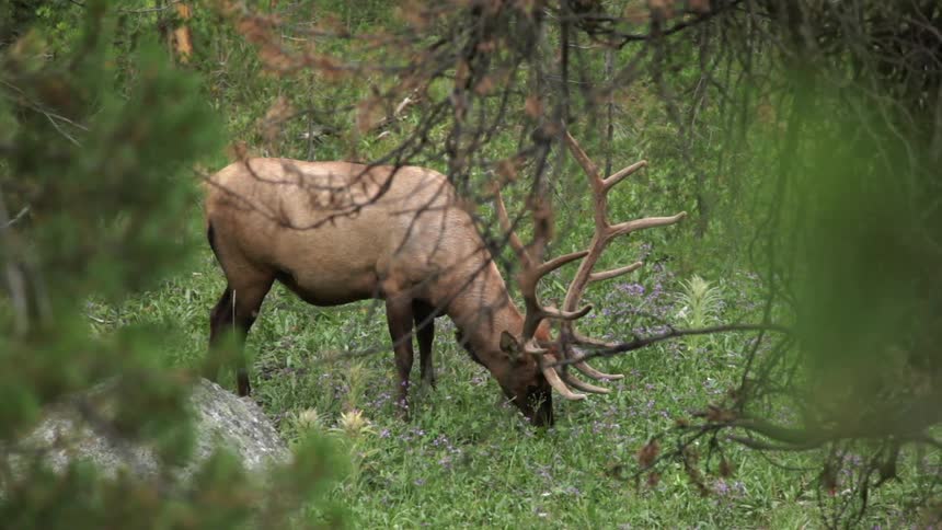 A buck grazing in the woods