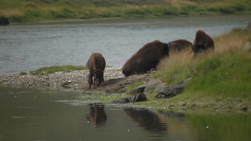Buffaloes laying and grazing near a river