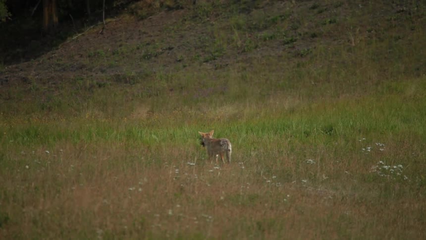 A fox looks around and walks across the open grasslands