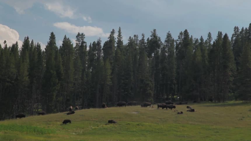 A herd of buffalo out laying and grazing in a pasture