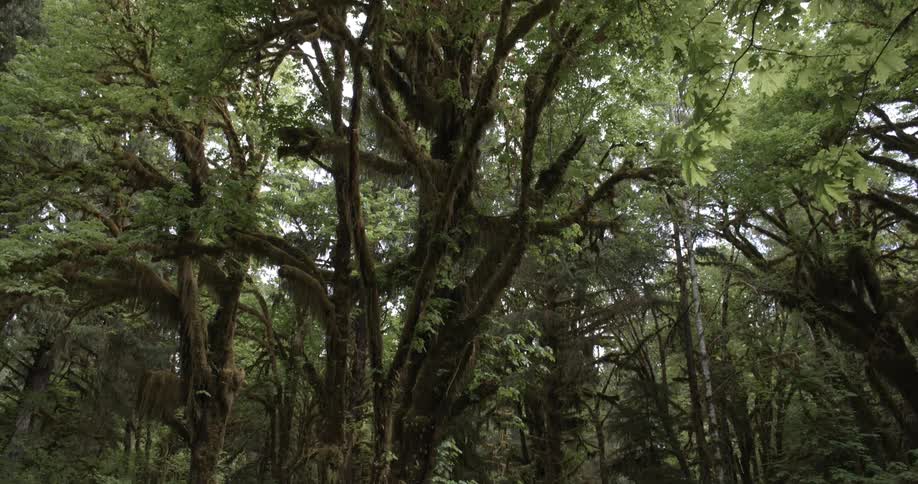 Large majestic tree in the forest