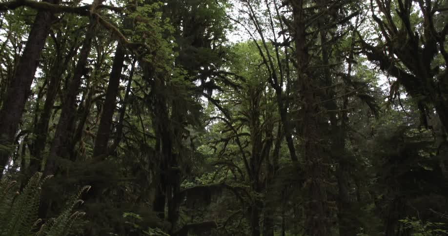 Tall tress in a forest