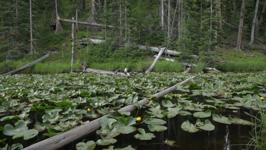 Lily pads floating in a river