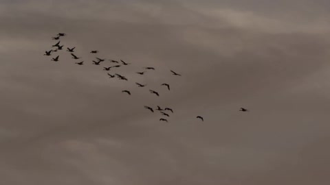 A flock of birds flies in the cloudy sky