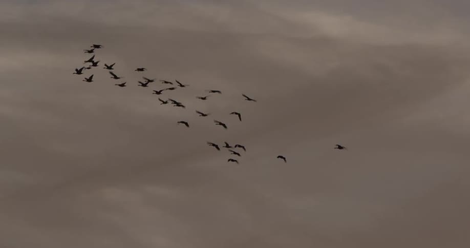 A flock of birds flies in the cloudy sky