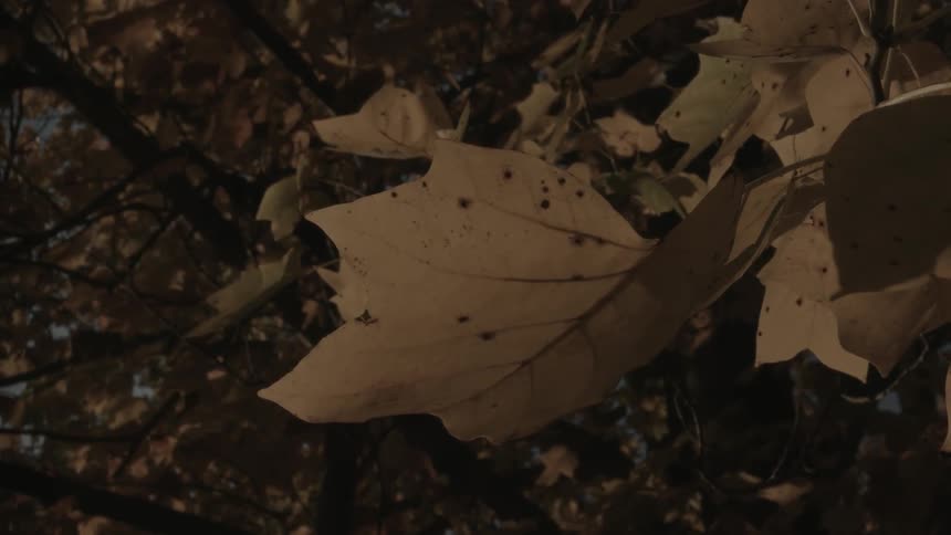 Leaves gently wave in the air as a breeze passes