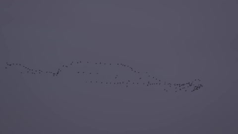 A flock of birds flies in the sky