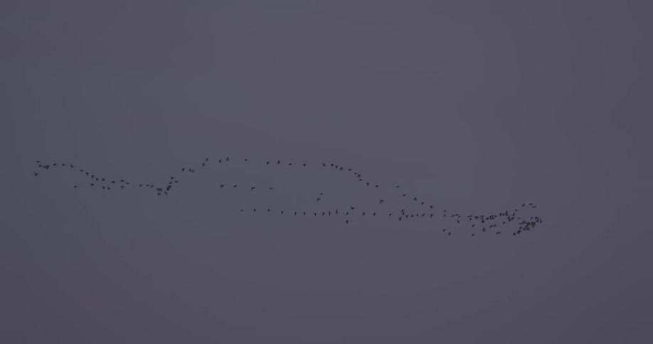 A flock of birds flies in the sky