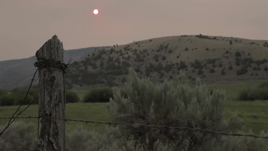 A shrub grows next to a barbed wire fence