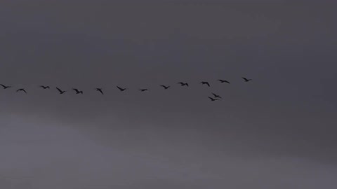 A flock of birds flying by