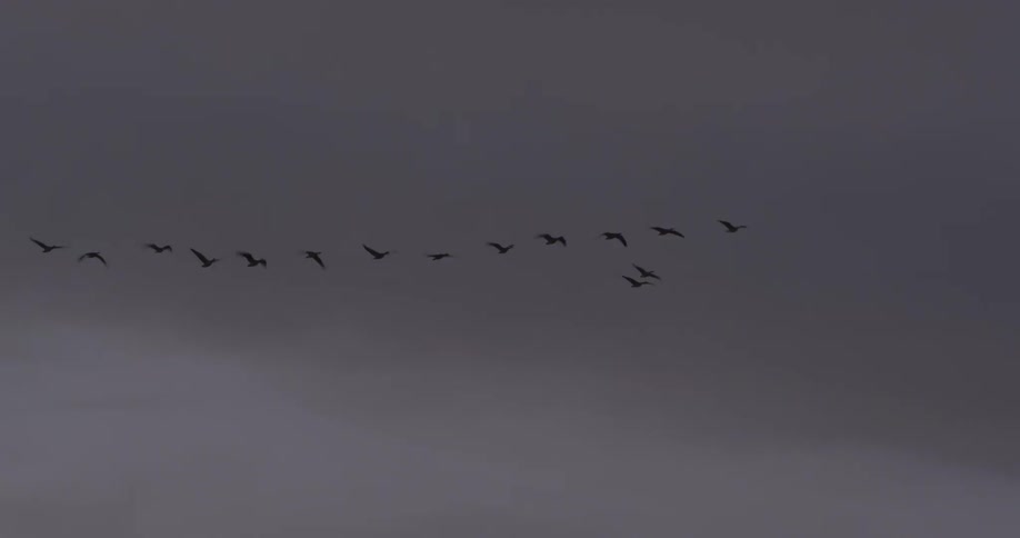 A flock of birds flying by