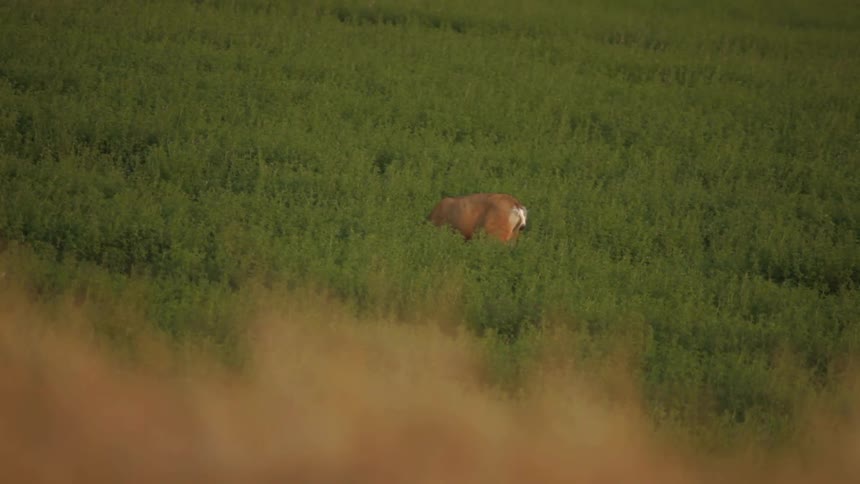 Deer eating grass in the middle of a field