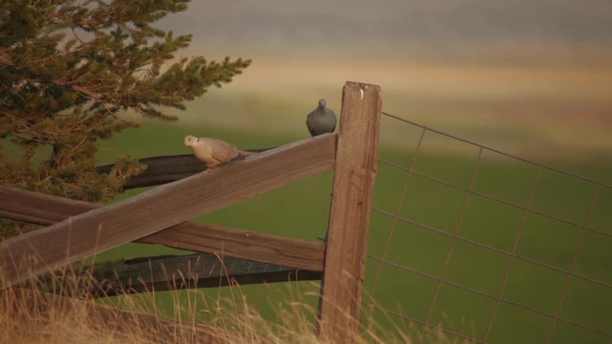 Two birds walk on a wood fence