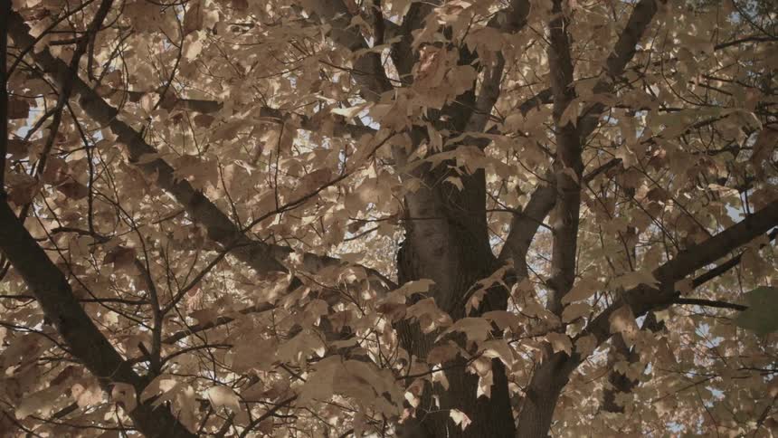 A tree is getting ready  for fall
