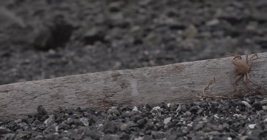 A crab sitting on some driftwood